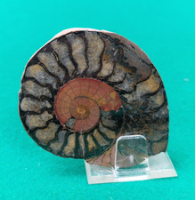 Small polished ammonite - small,