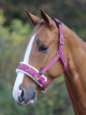 SHIRES LUNGE CAVESSON  FLEECE