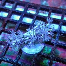 WYSIWYG - Xenia Pulsing