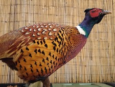 Ringneck Rooster Pheasant (
