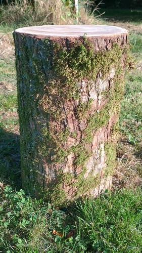 Tree stump table chestnut - , log