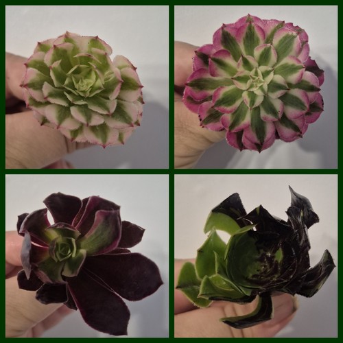 Aeonium bundle unrooted - of, |