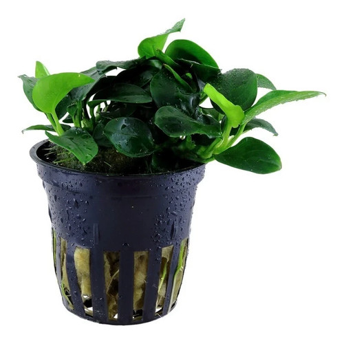 Anubias nana bonsai dwarf - anubias, (dwarf