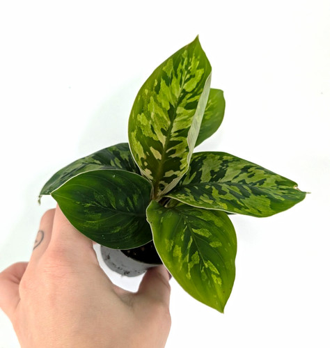 Homalonema camouflage - homalonema,