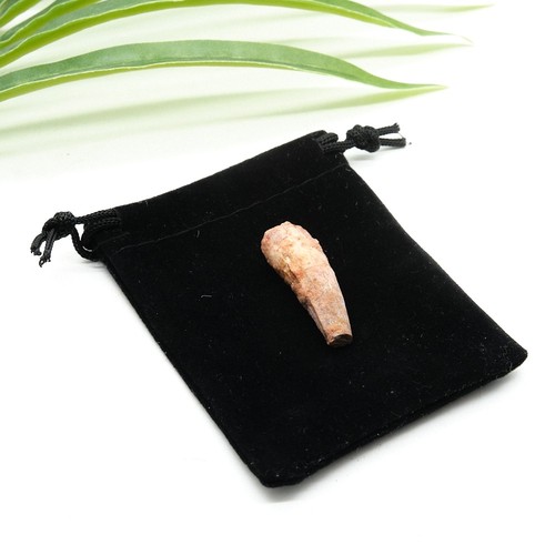 Spinosaurus tooth dinosaur - tooth,
