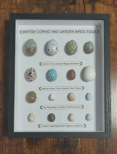 Framed british birds - framed,