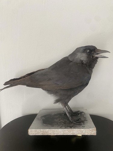 Taxidermy crow jack - taxidermy,