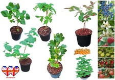 Blueberries,Loganberry or