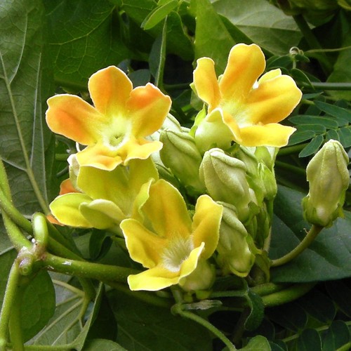 Chinese violet pakalana vine - -,