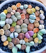 Lithops seeds, Living Stone 50