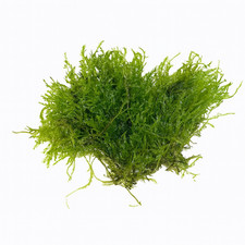 Weeping Moss (Vesicularia