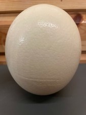 Imperfect Blown Ostrich Egg Grade C Unusual natural gift idea