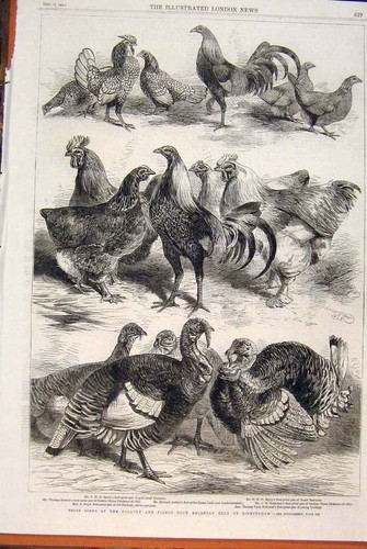 Original old antique print - old,