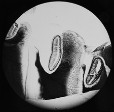 Great water beetle spiracles - great,