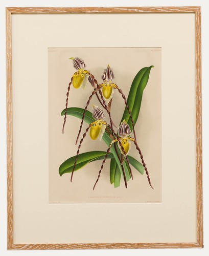 Pannemaeker framed - pannemaeker,