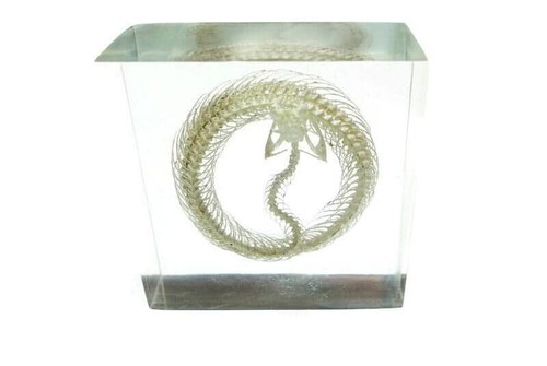 Real white lipped viper - lipped,