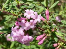 Lonicera Syringantha Lilac
