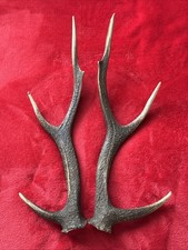 PAIR OF SIKA DEER ANTLERS