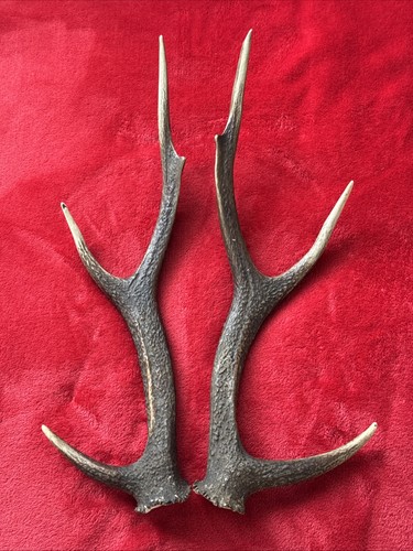 Pair sika deer antlers - pair,