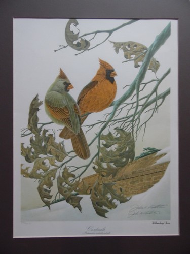 Cardinal birds tree john - cardinal, in