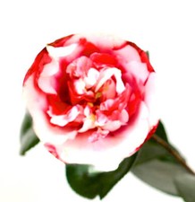 Camellia japonica cv GENERAL