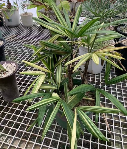 Palm phapis laosensis becc - phapis,