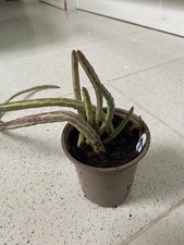 Senecio Pickle Plant