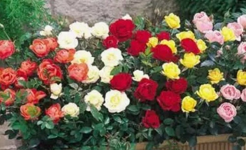 Mixed colour miniature rose - miniature,