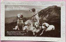 VINTAGE DOG POSTCARD ENGLISH
