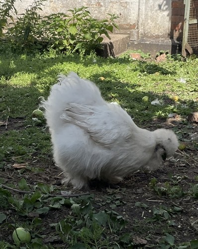 Pure silkie bantam - silkie,