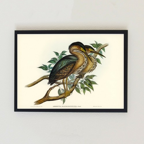 Vintage bird illustration - vintage,