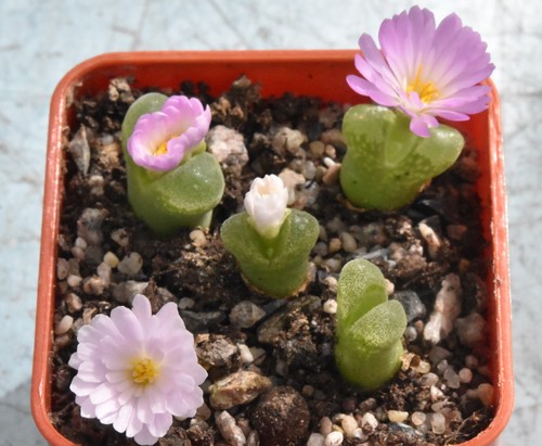 Conophytum devium ssp