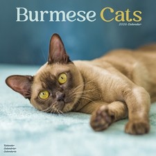 Cats - Burmese Calendar 2026  Square Cat Wall Calendar - 16 Month (Calendar)