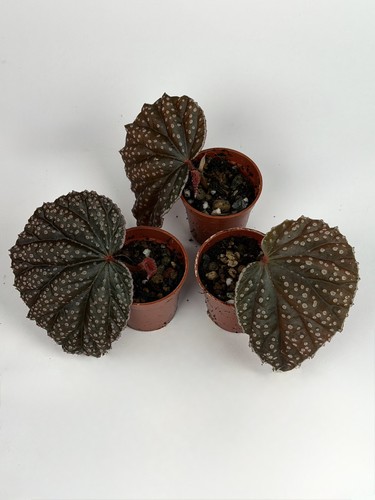 Begonia darthvaderiana lahad - begonia, x