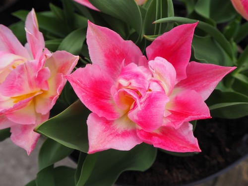 100 peach blossom - 20,