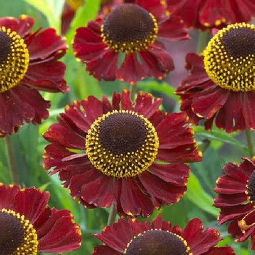 Helenium ruby tuesday 9cm - ruby,