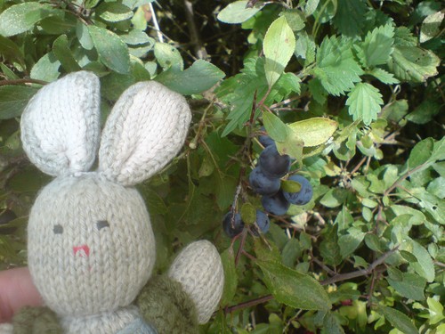 One sloe sapling o at - sapling,