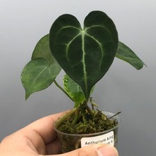 Anthurium King Clarinervium -