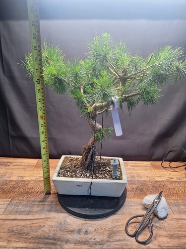 Large exposed root - large,