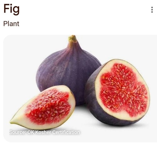 Young brown turkey fig plant - turkey,