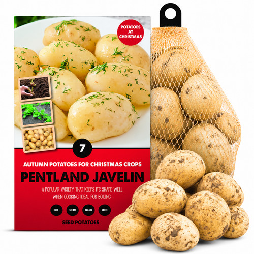 Pentland javelin autumn seed - javelin,