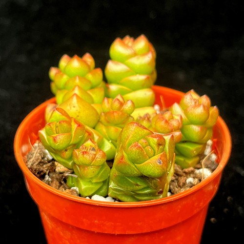Crassula columella chunky - crassula, 'columella'