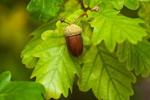 English oak tree quercus - 2, (quercus