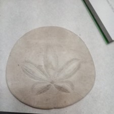 Fossil Sand Dollar from West