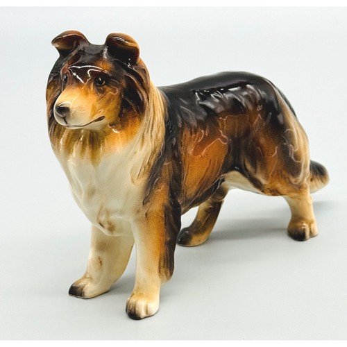 Rough collie sheltie - rough,