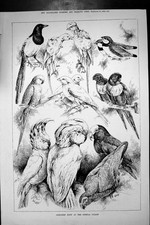 Original Old Antique Print 1886 Cage Bird Shows Crystal Palace 19th