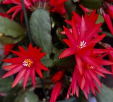 RARE 'RED' SPRING EASTER