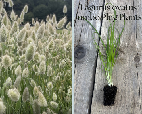 Lagurus ovatus bunny - ovatus, tails