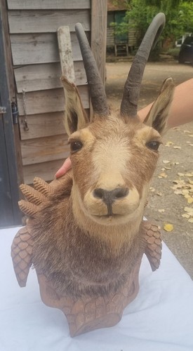 Vintage taxidermy chamois - taxidermy, head