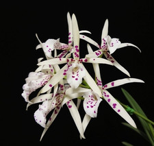 Bc. Yellow Bird 'Ivory'